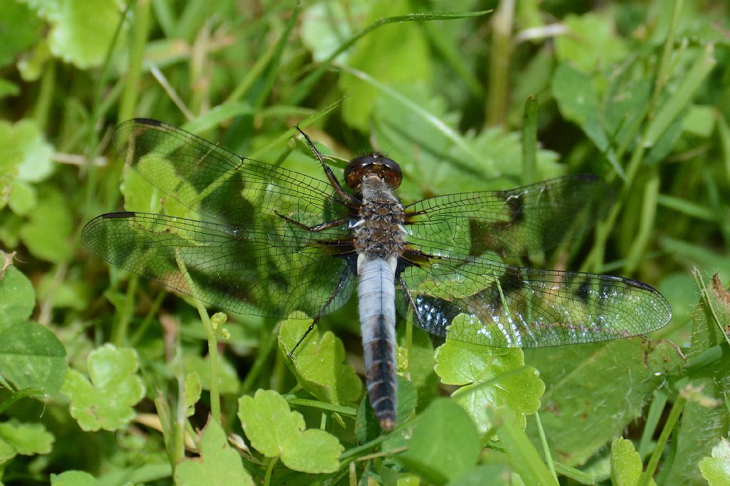 117 2013-06062527 Pierpont Meadow, MA.JPG - White Corporal Dragonfly (Libellula (Ladona) exusta). Pierpont Meadow Wildlife Sanctuary, MA, 6-6-2013